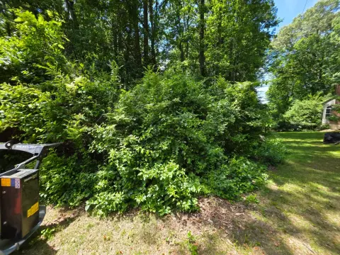 The Garden Before