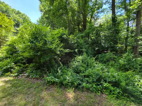 The Garden Before