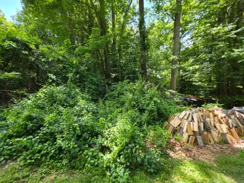 The Garden Before