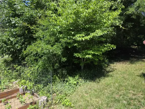 The Shed Before